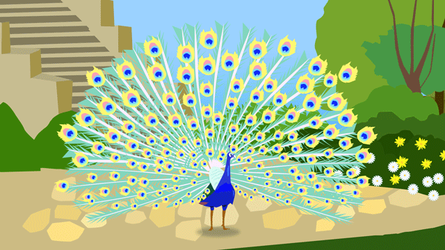 古い城のテラスの上をパレードしている孔雀