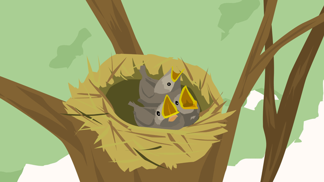 高い木の巣の中にいる三羽の雛