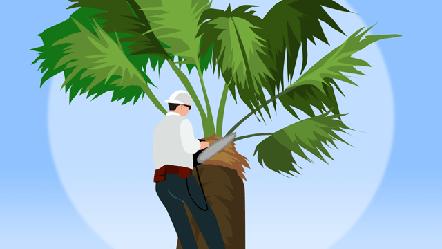 大きなヤシの木を整えている庭師