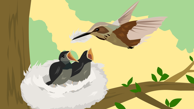 羽根で巣を飾っている猟鳥たち