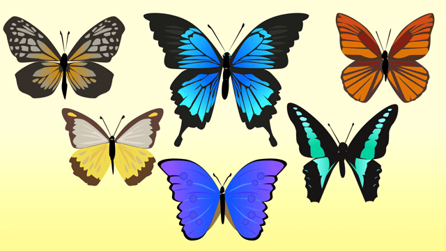 さまざまな生物たちの標本コレクションのなかで針を突き通されて完璧な美しい羽を見せている蝶