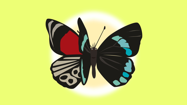 左側に三枚目の羽を持つ蝶