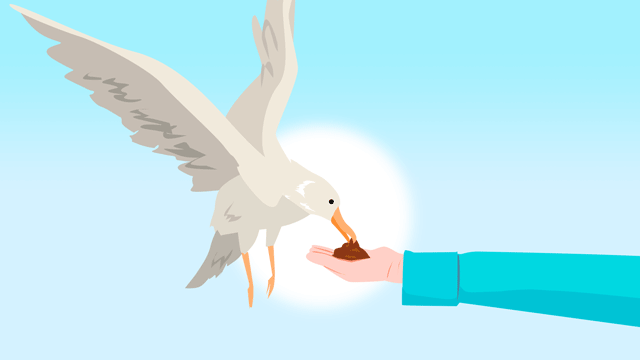 手から餌をもらっているアホウドリ