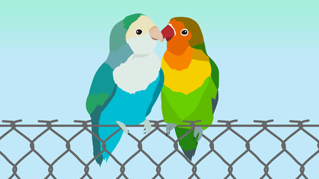 フェンスの上に座って幸せそうに歌っている二羽のラブバード