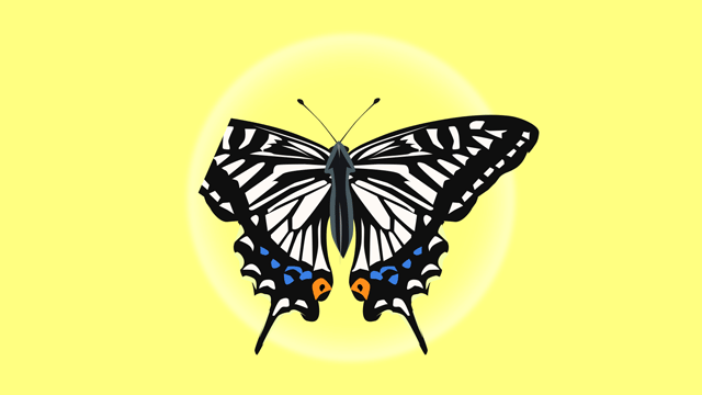 右の羽がより完全に形成されている蝶