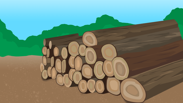 冬に供給されるために倒されて伐られた樹