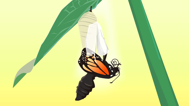 さなぎから出てきている蝶